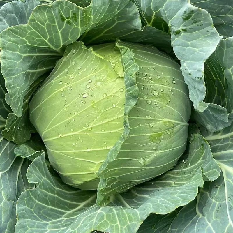 新鲜现摘包菜2斤装农户家的当季蔬菜