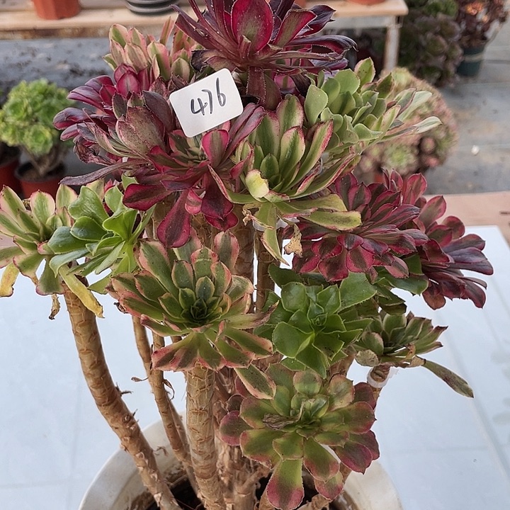 王***尧架接00000000476号