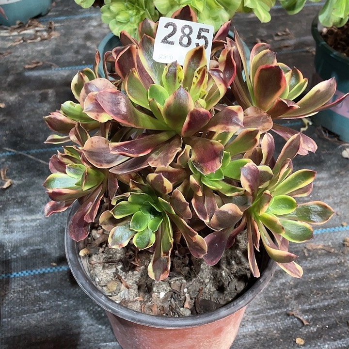 欧佳丽285   冠幅20