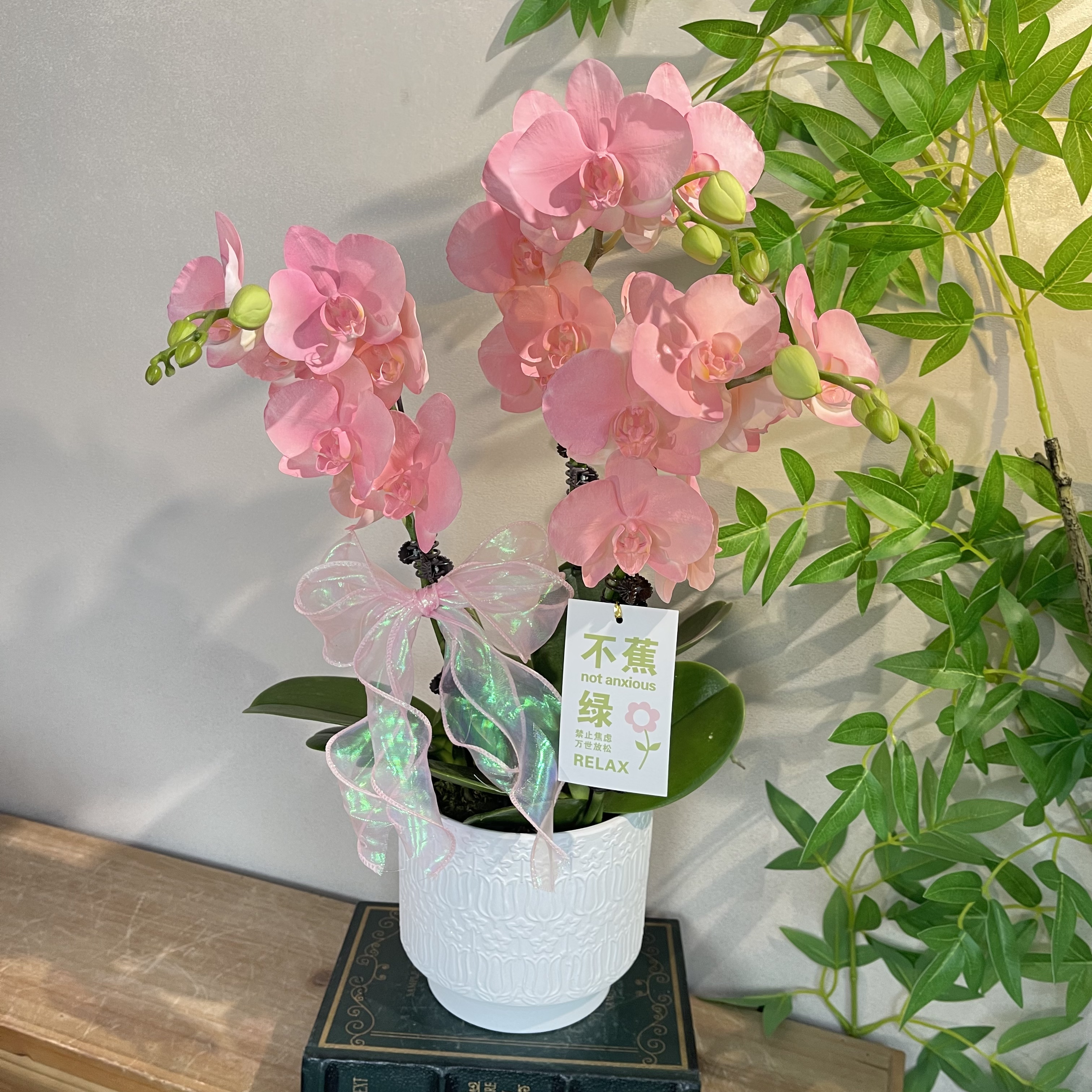 蝴蝶兰《水蜜桃》梦幻色系 稀缺艺术喷色工艺 好养耐养 基地直发