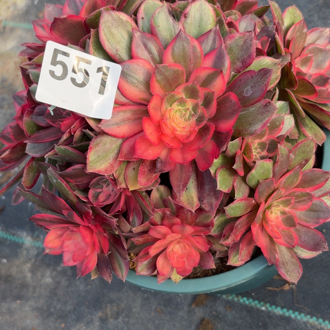 551黑膜锦多肉植物福利