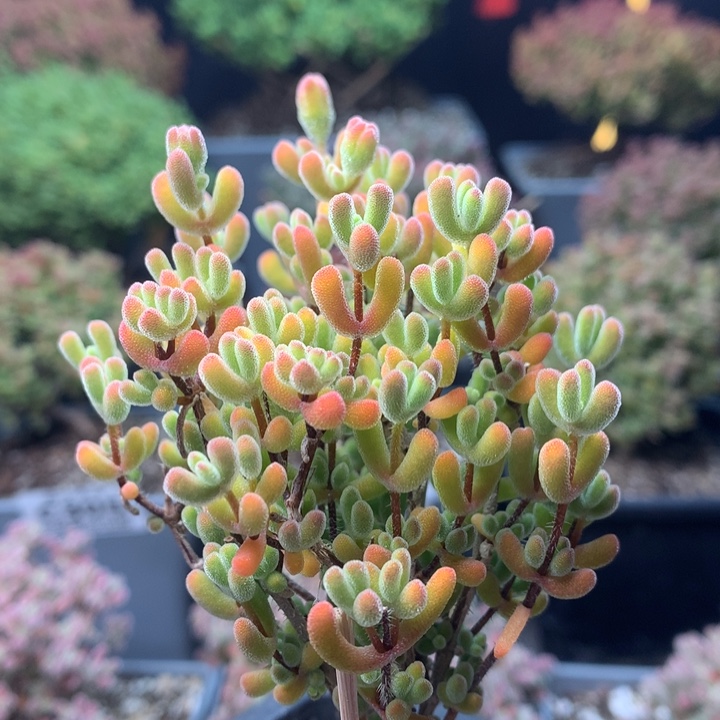 c163小星星枝干番杏