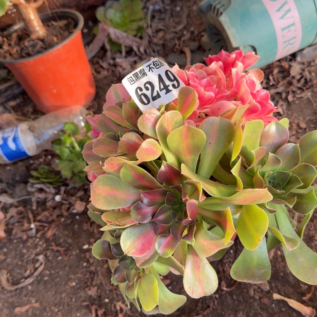 19-13法师粉女巫花脸6249