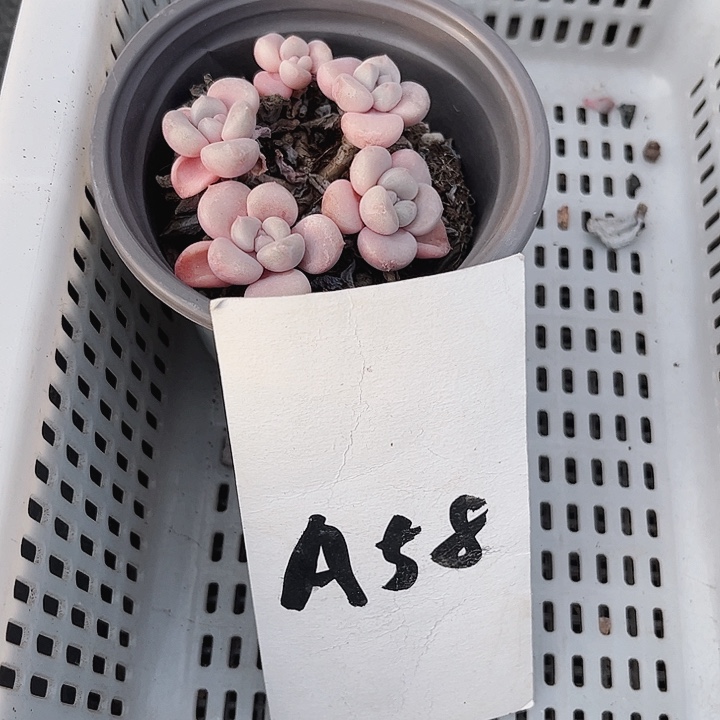 珍**姐58密密麻麻密密麻麻吗