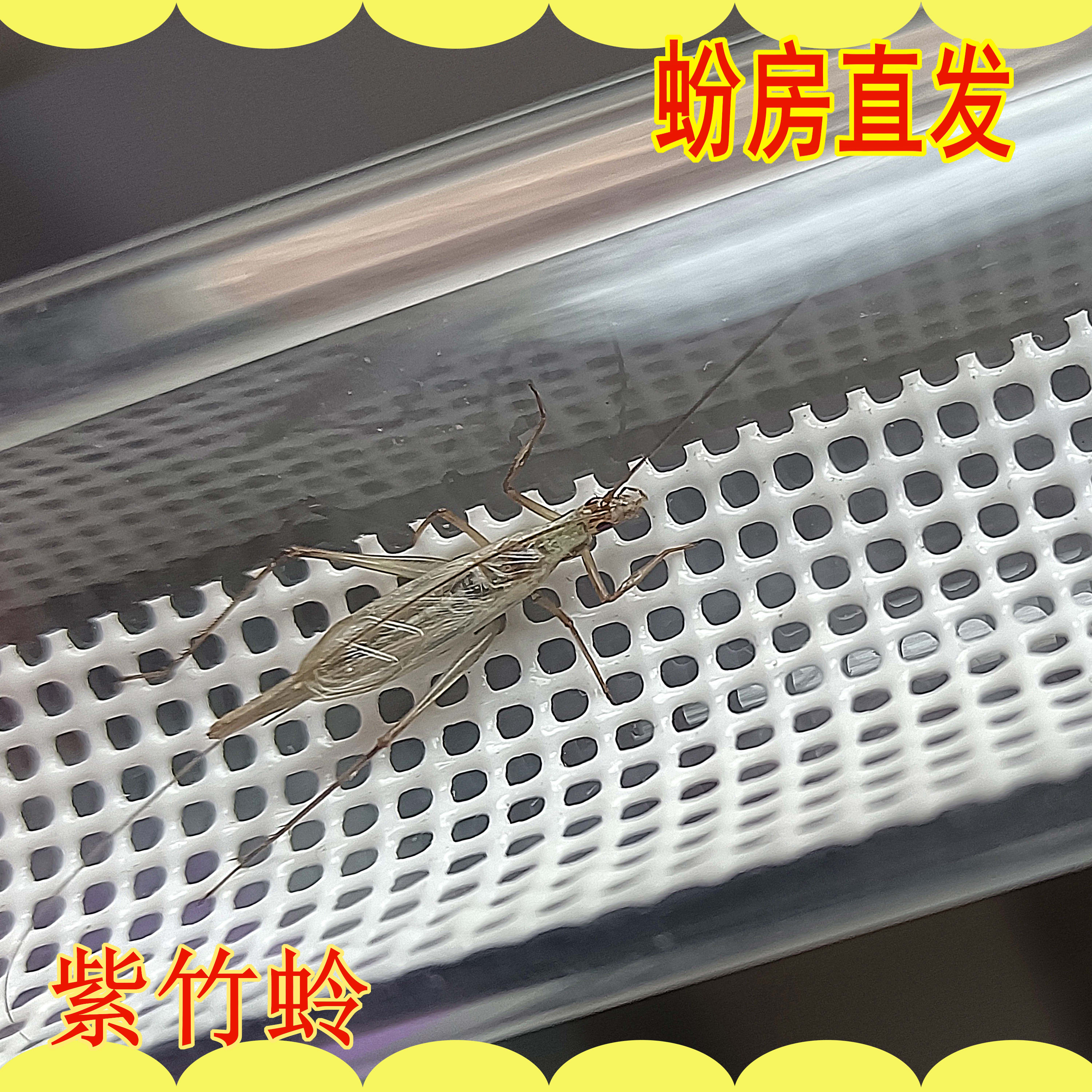 优质黑紫竹蛉模型逼真呈现蟋蟀科特色鸣虫