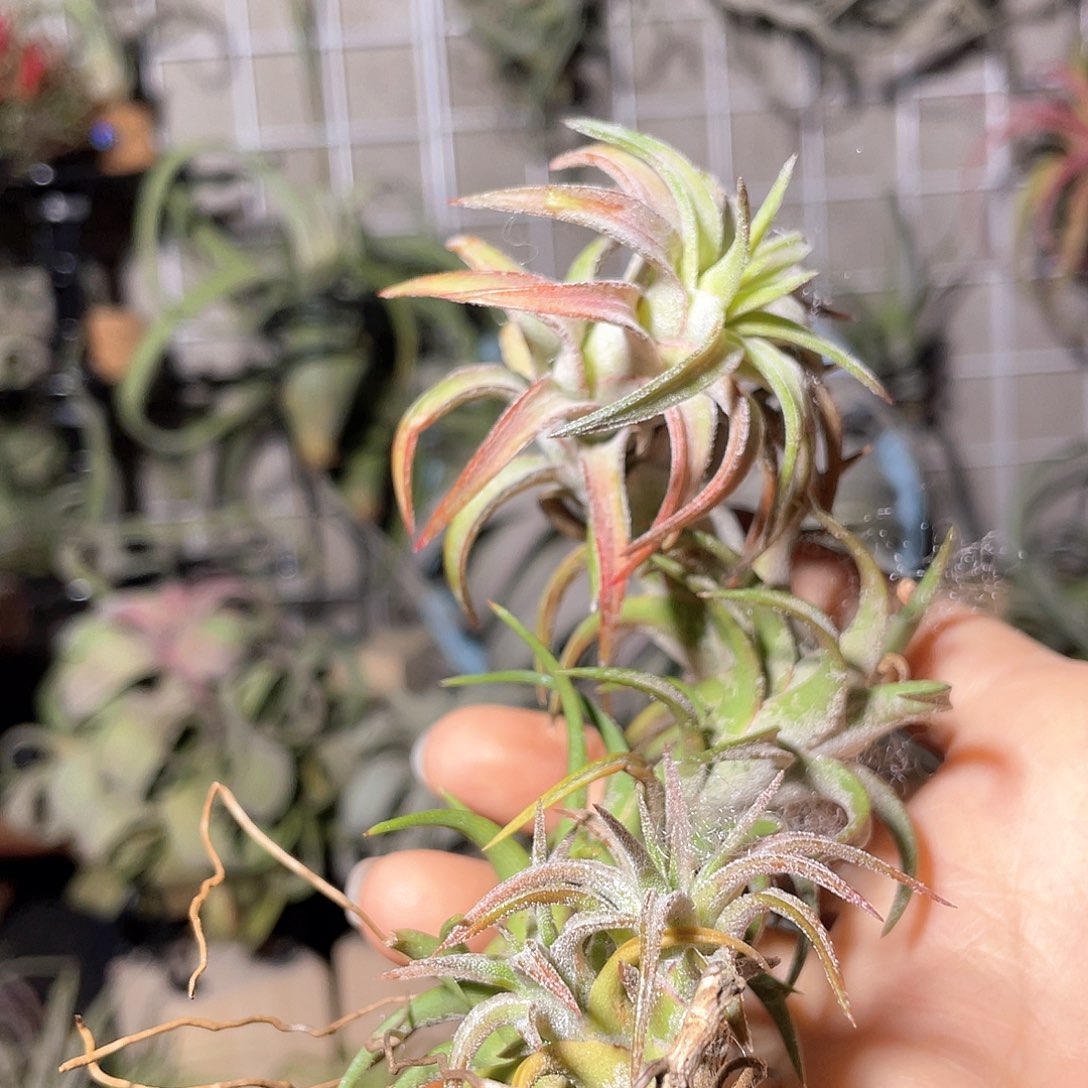 雨***天万汉88号空气凤梨