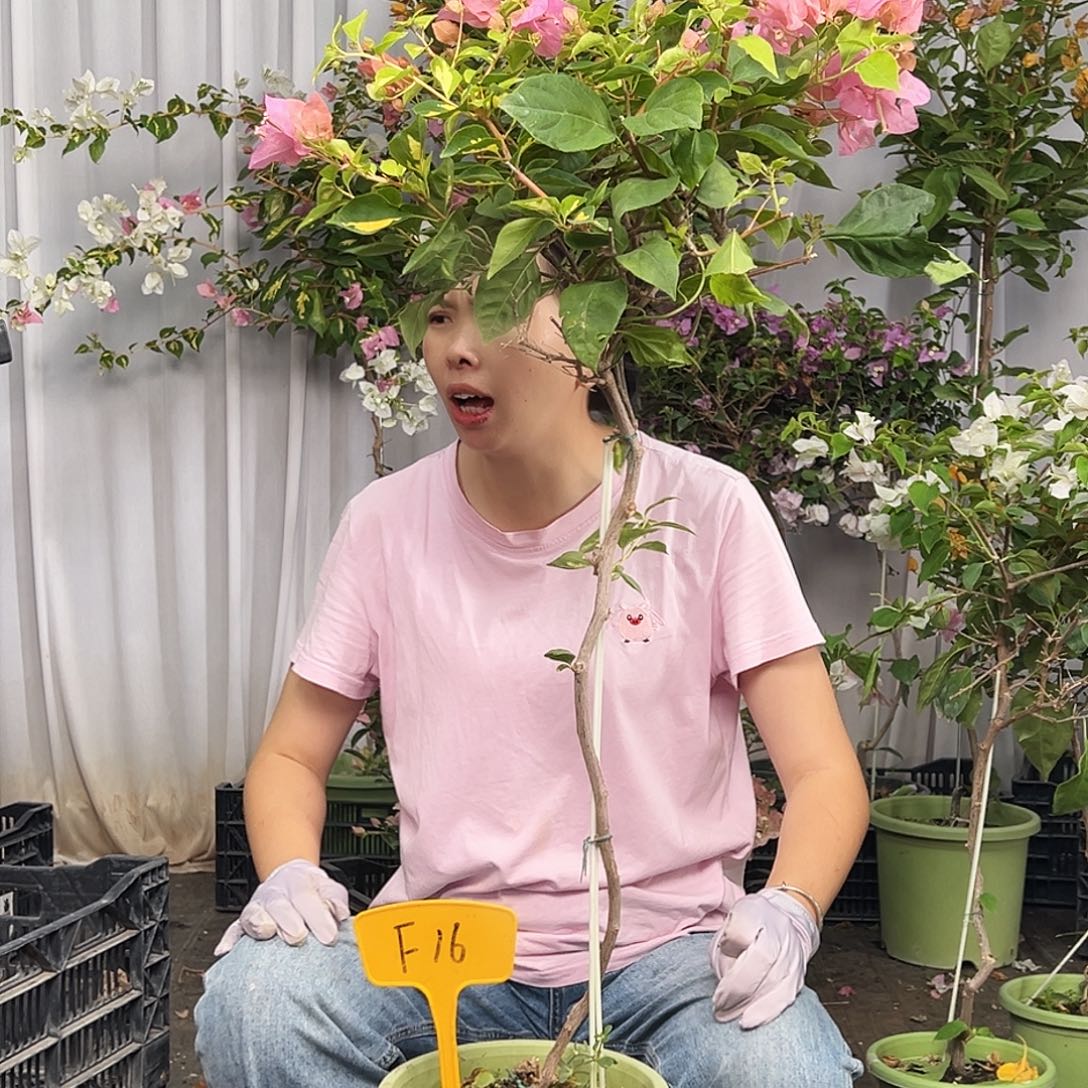 彼***岸当前无花栽培后可以开花F16橙白