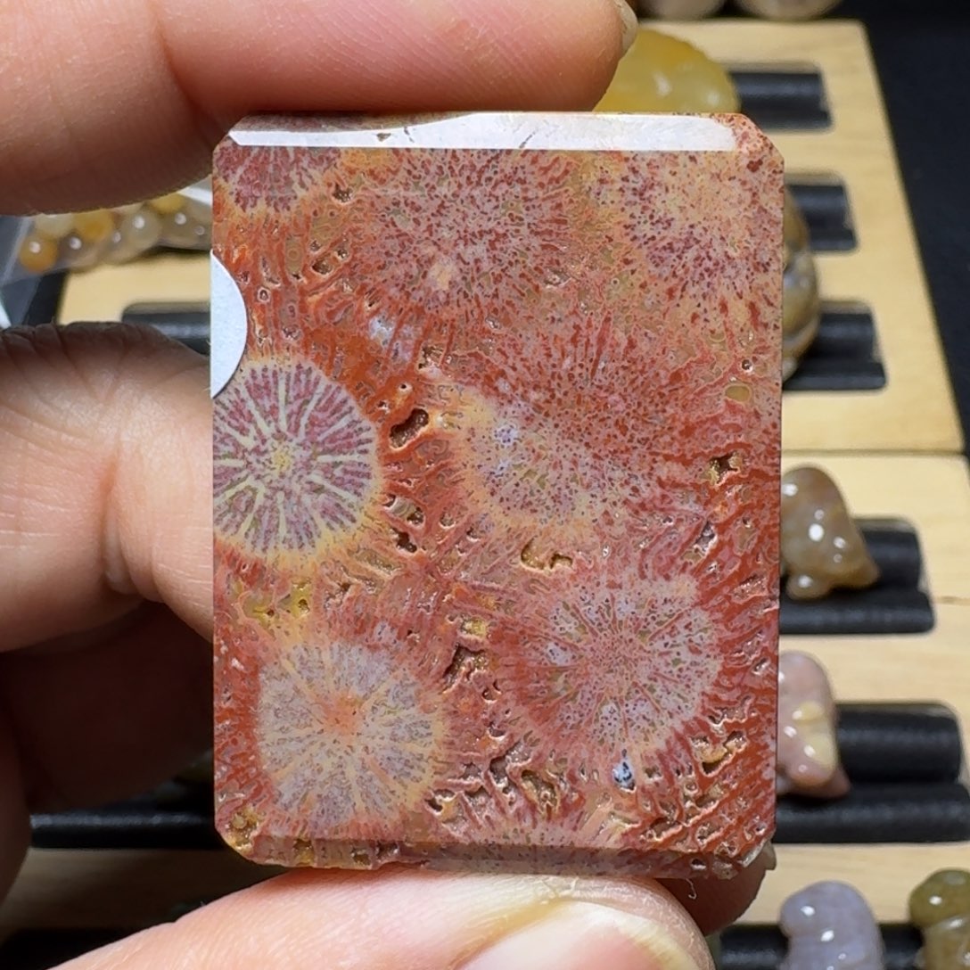 硅化珊瑚（珊瑚玉）纯天然色有机玉石未镶嵌