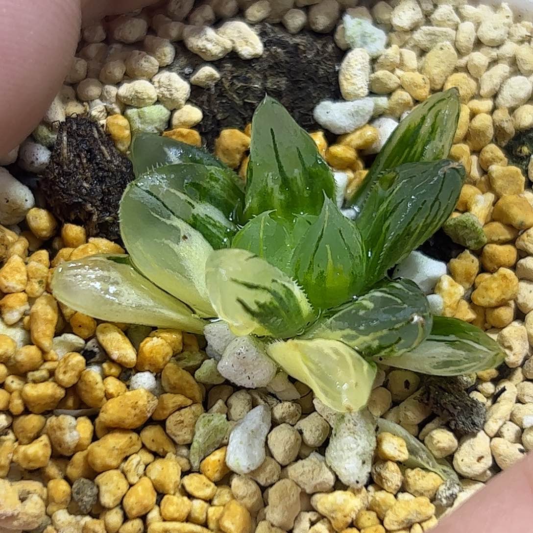 北极之光杂花水晶锦