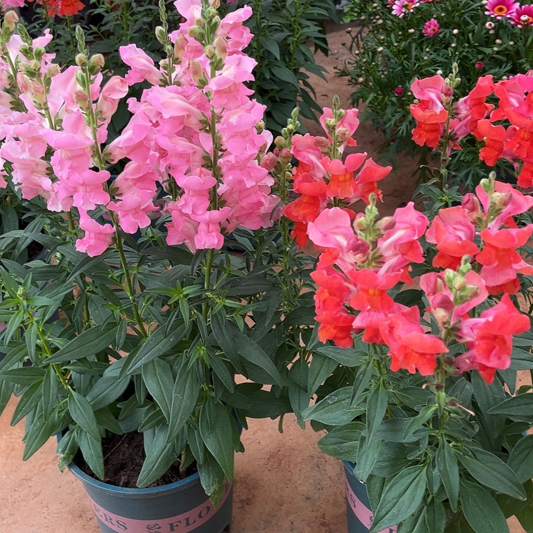 完全开放金鱼花多年生草本盆栽