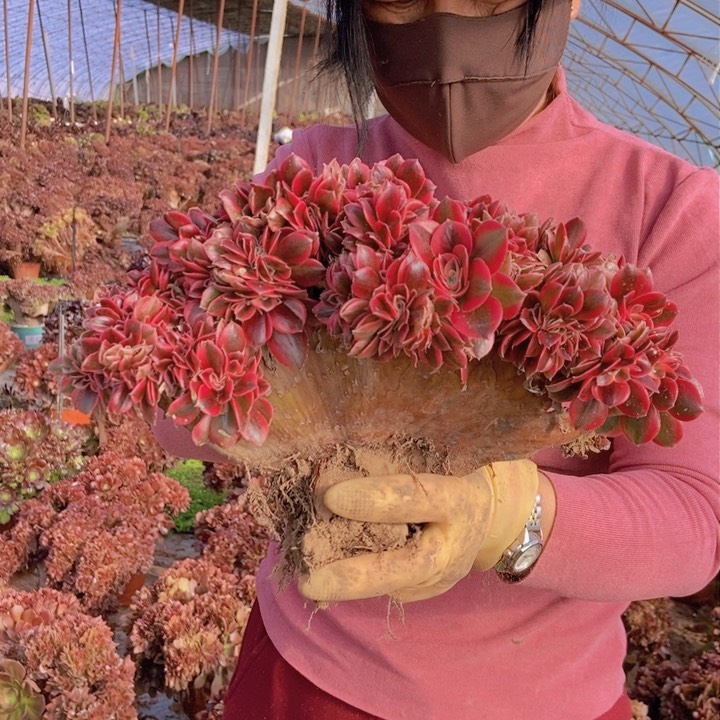 那*星310粉女巫老桩朵朵