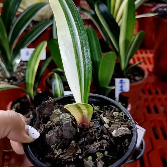 用***6君子兰一物一拍谢谢