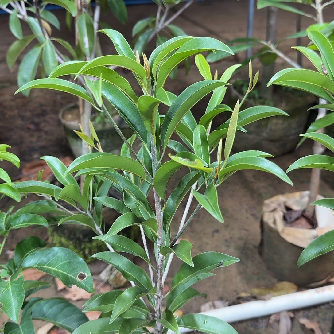 乾***当前无花栽培后可以开花墨西哥