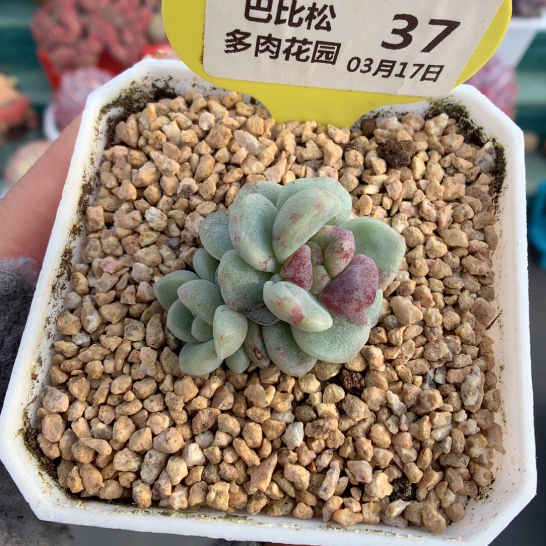 37双头异色紫心冰玉石化