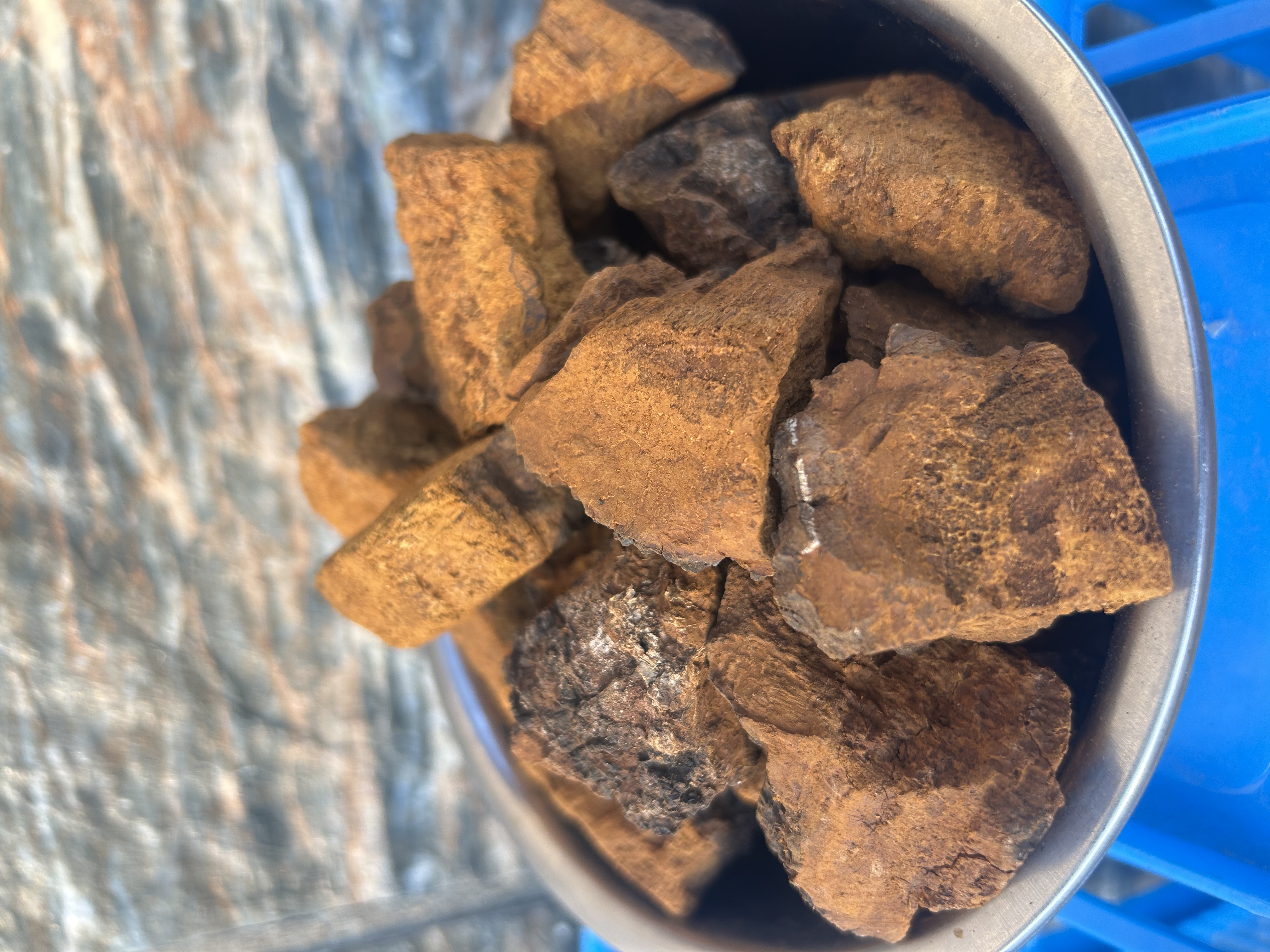 黑龙江小兴安岭野生桦树茸