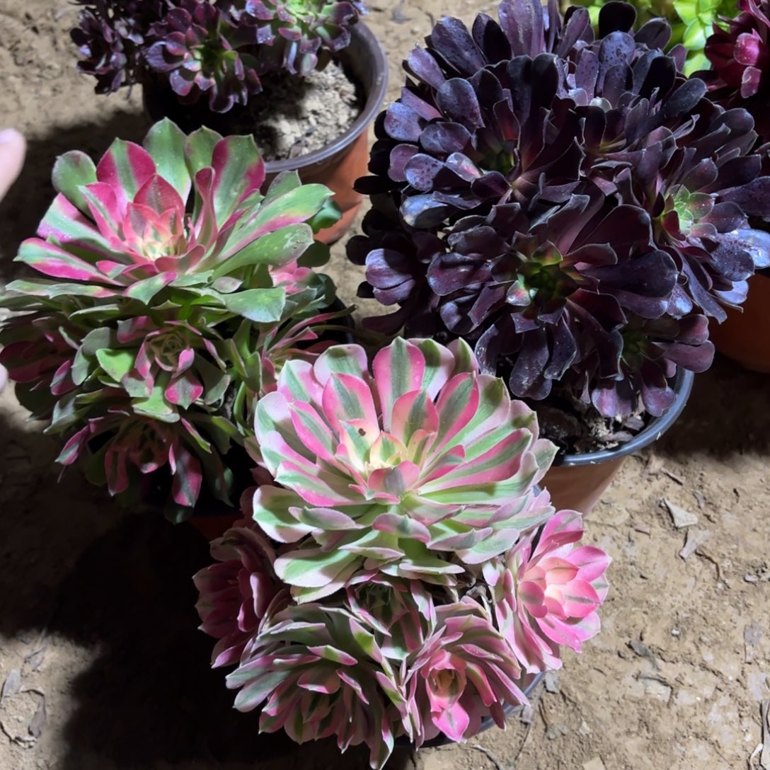 粉女巫香妃花纳球19.8