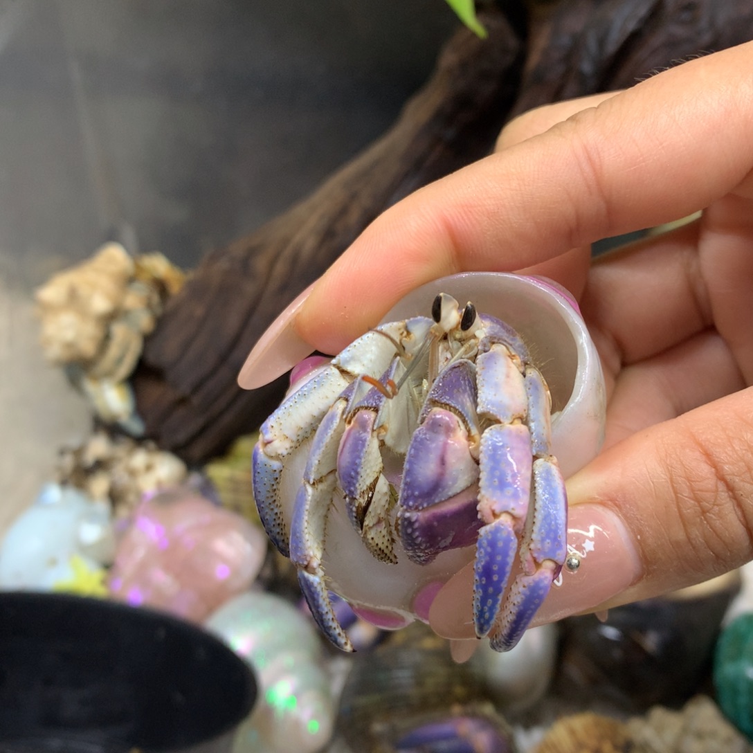 m***o2.5寄居蟹出售，不退不换