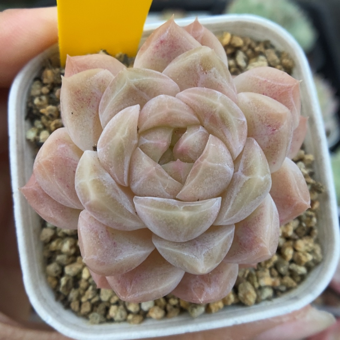 桔子糖可拍5528号。   