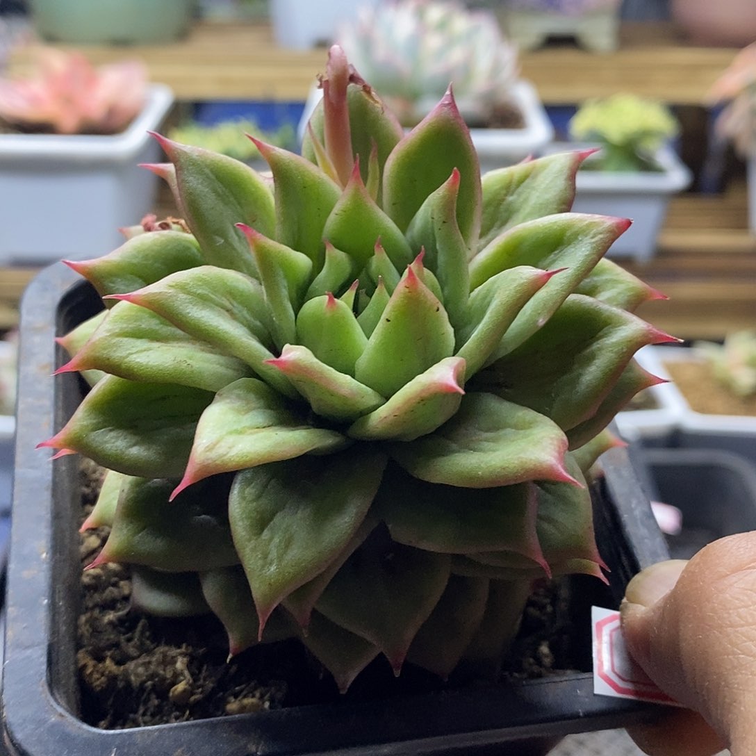 2222 林肯多肉植物