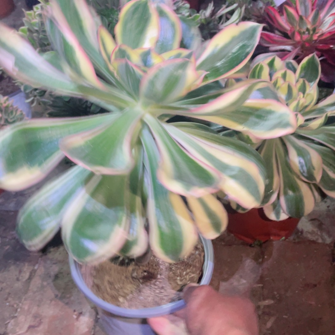 多肉植物燕姿锦112