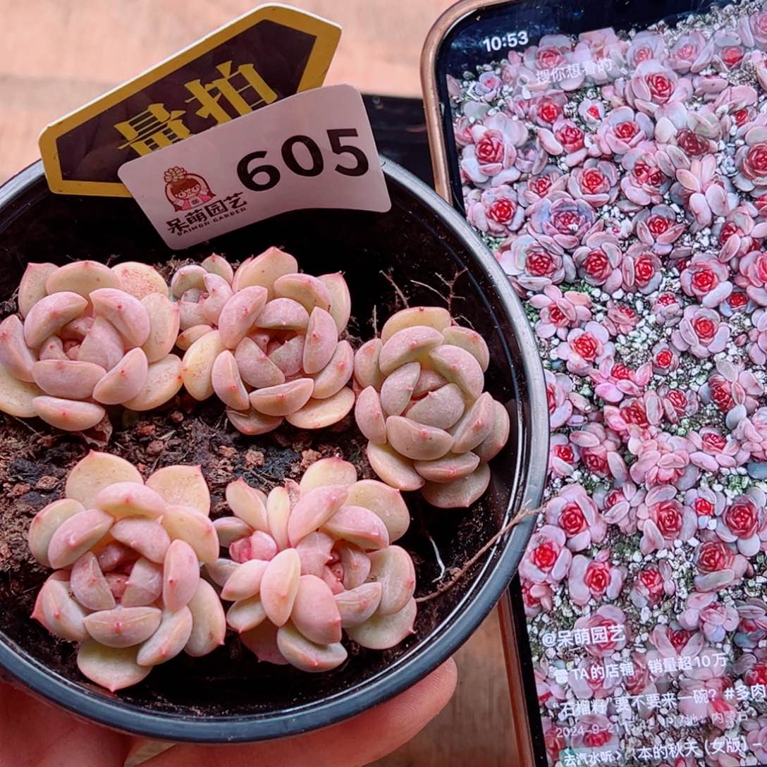 多肉植物多肉植物
