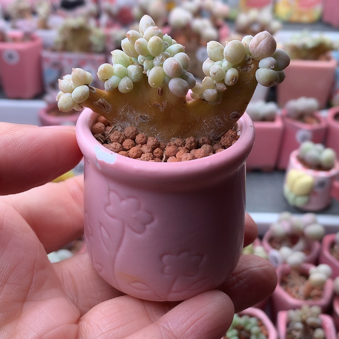 萤火虫奶酪带盆发货