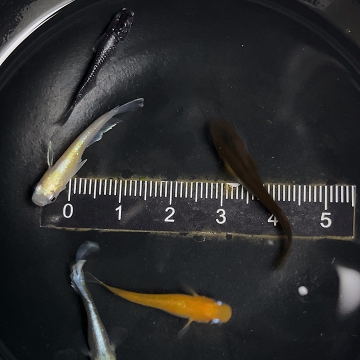 青鳉鱼青鳉混搭五条1号