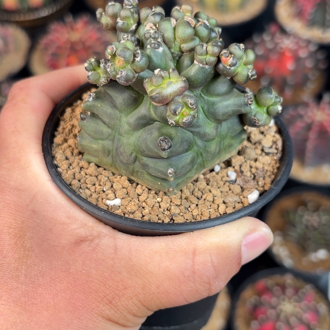 泰系米哈仙人球212