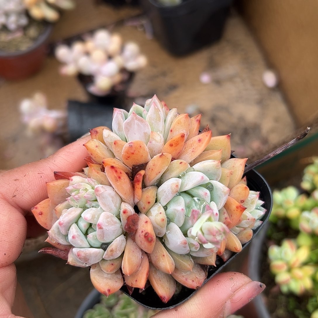 多肉植物多肉植物