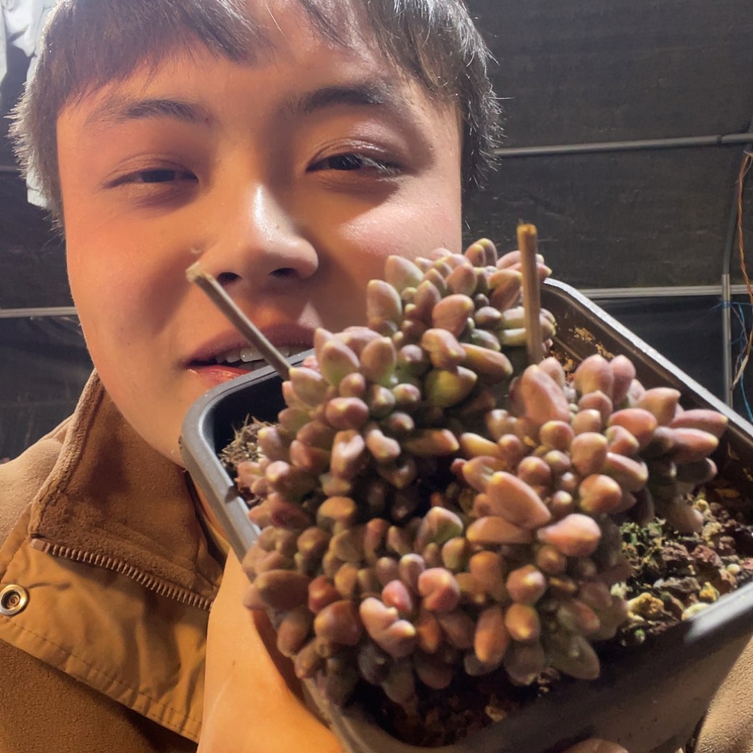 千代田缀化满20包邮脱土发货