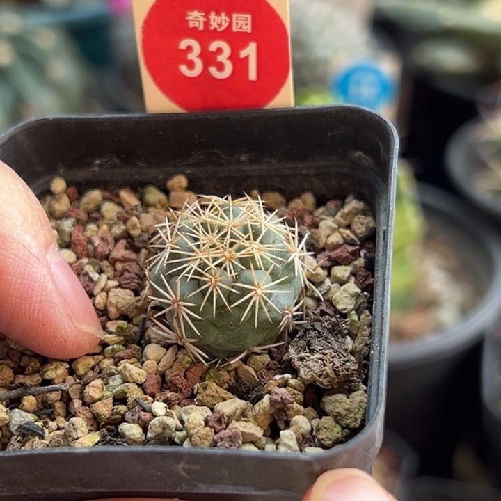 实生顶花凤舞1.9cm