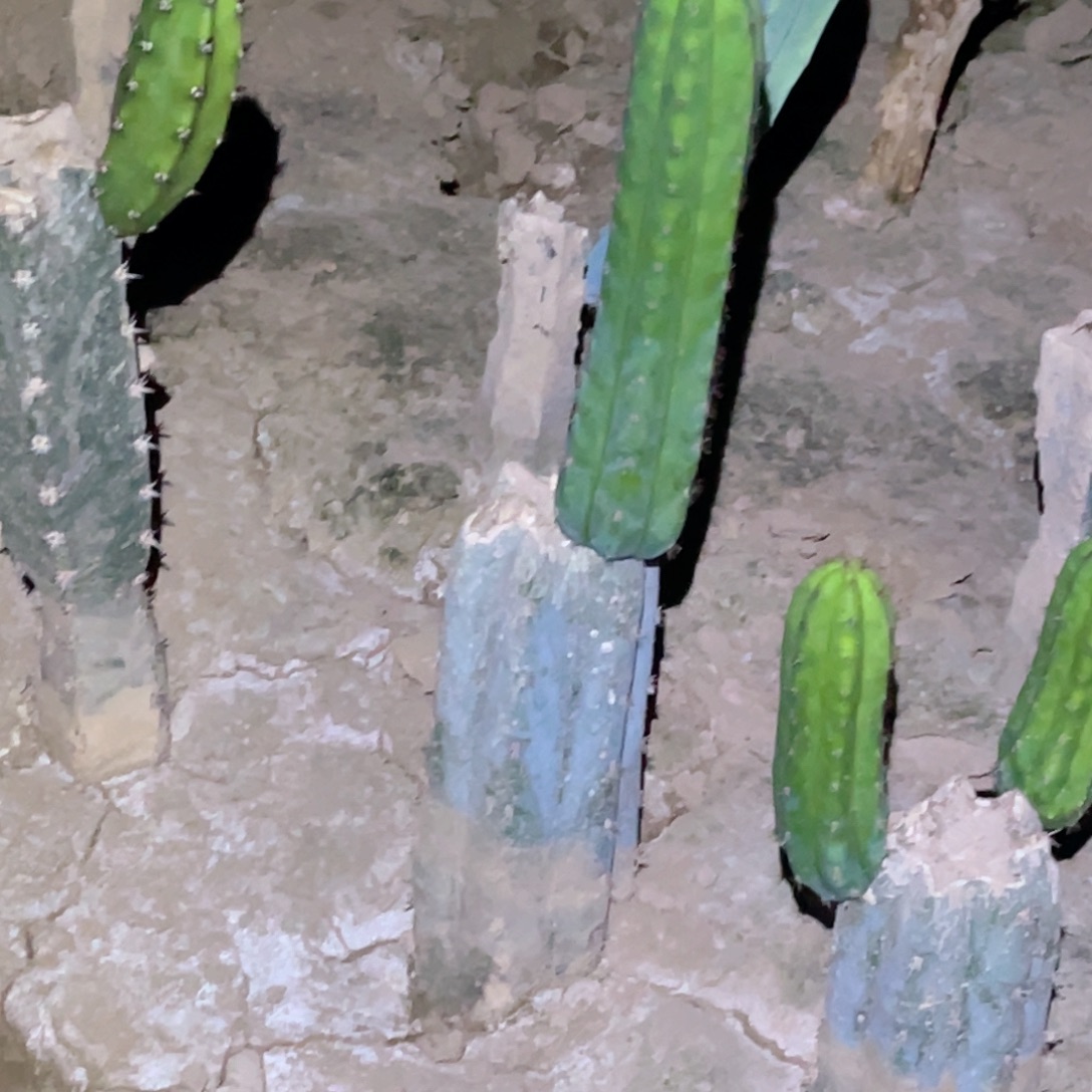 用***3多闻柱 枝条6颗无根