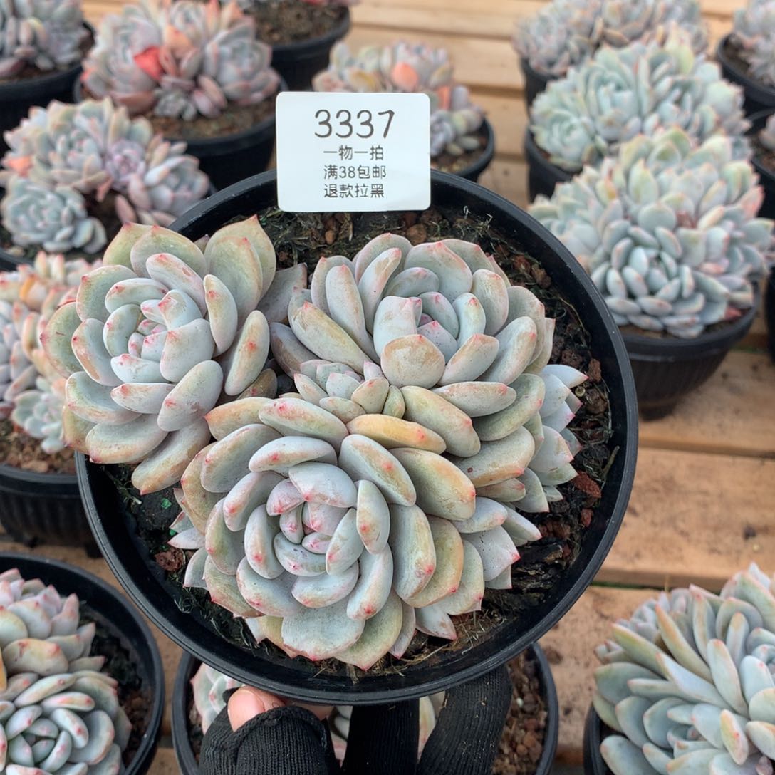 13.5厘米七头石榴籽飘枝3337