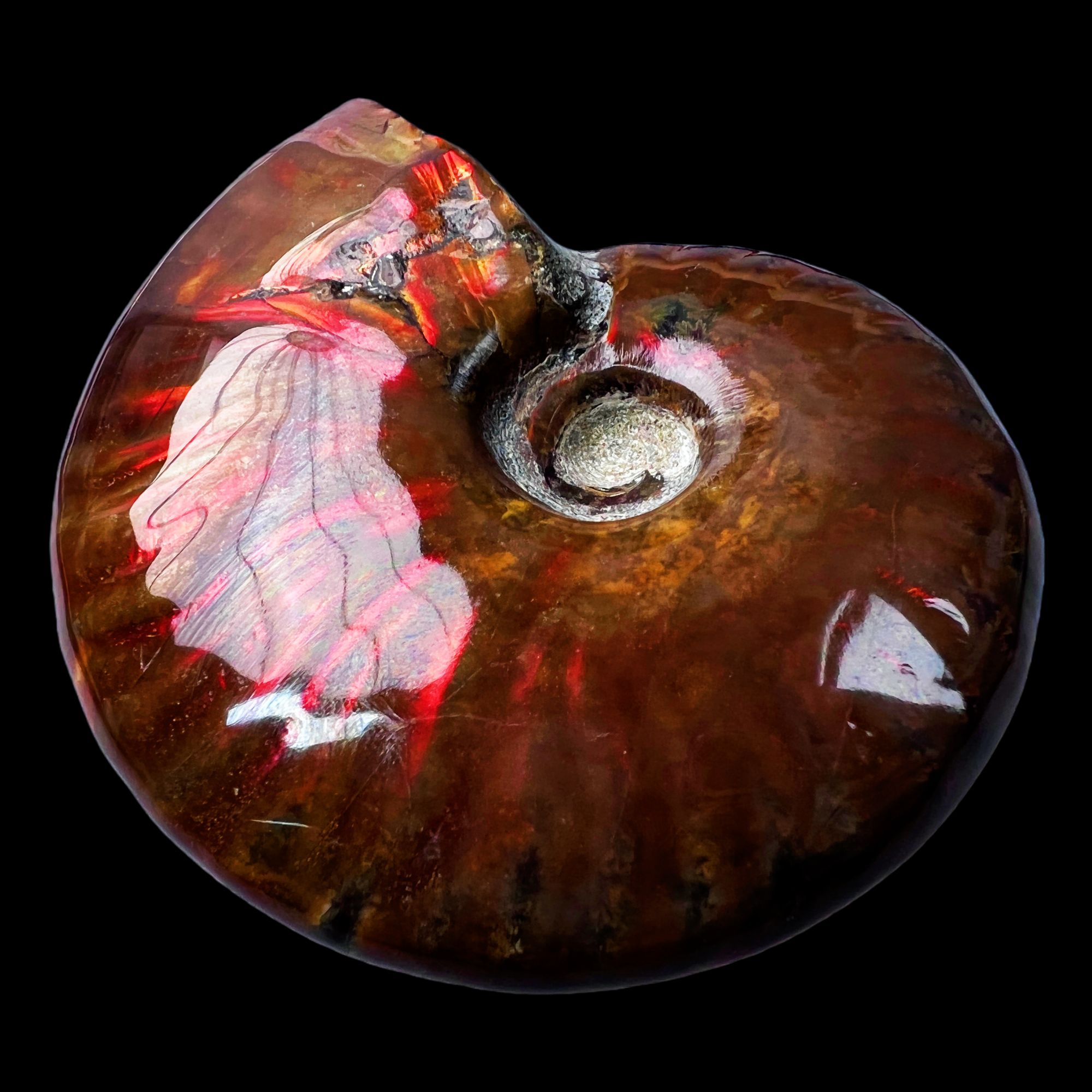 【 叶菊石（火凤凰）】65.8mm 马达加斯加 古贝壳 N-50 创意饰品 A73