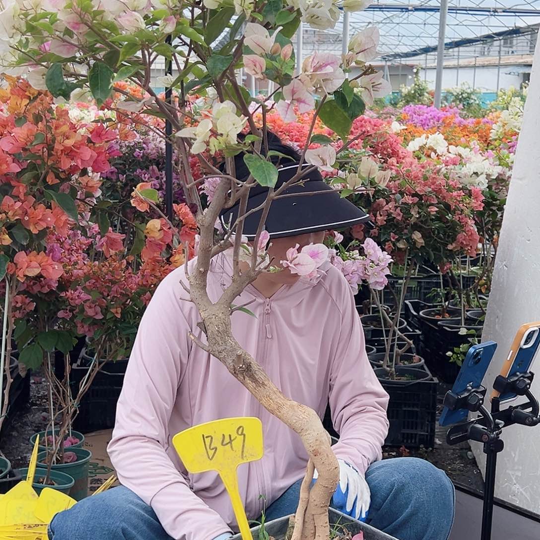 轩***然大部分花苞少量开放B49漳红樱