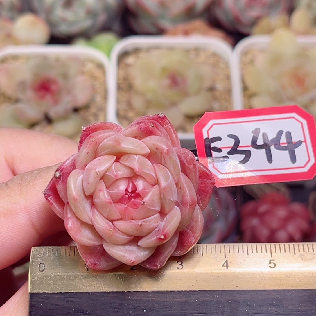 E344一物一拍  孤品珍妮