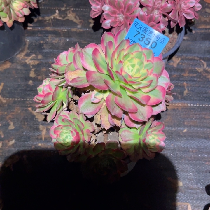 海王7350多肉植物