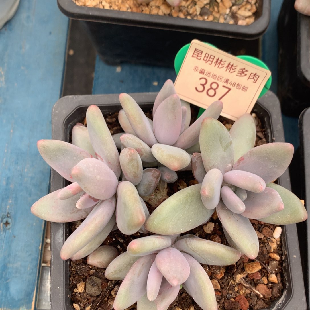 企鹅无砍平头387