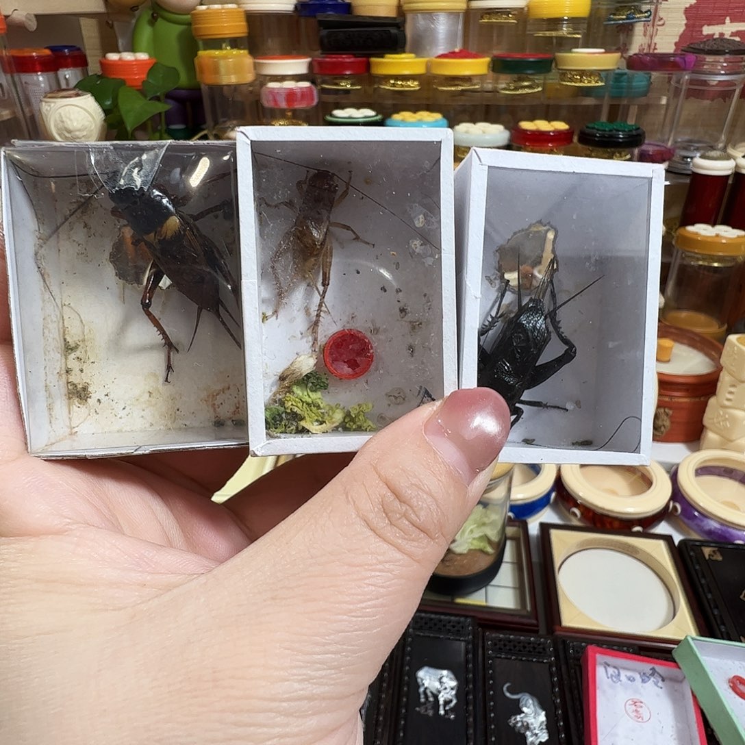 司***军油葫芦两➕白虫➕双斑蟋蟀