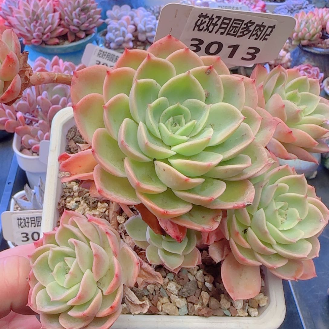 多肉3013…………………………