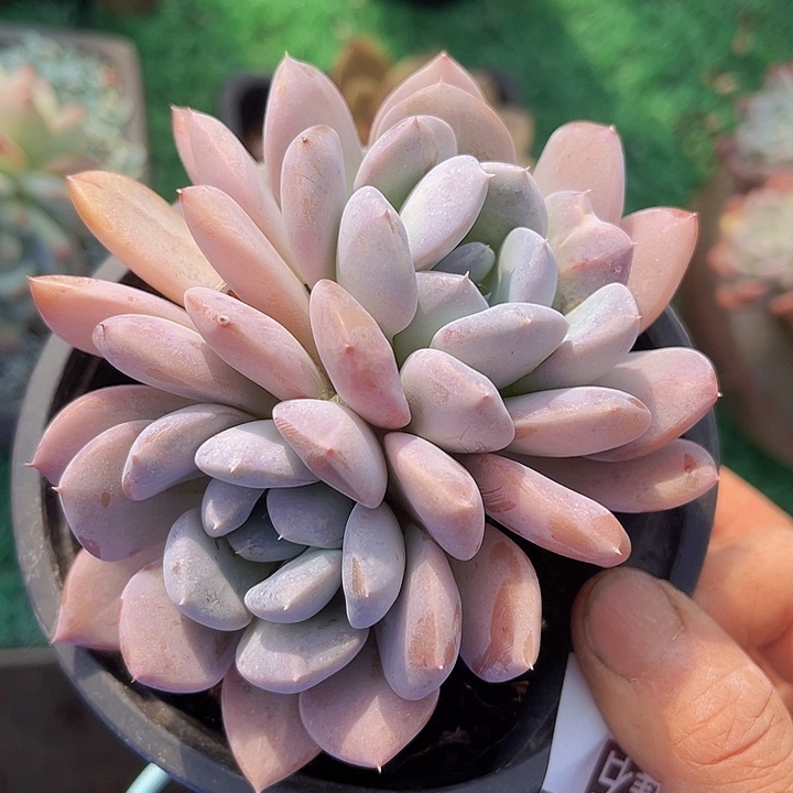 菩提0172多肉植物