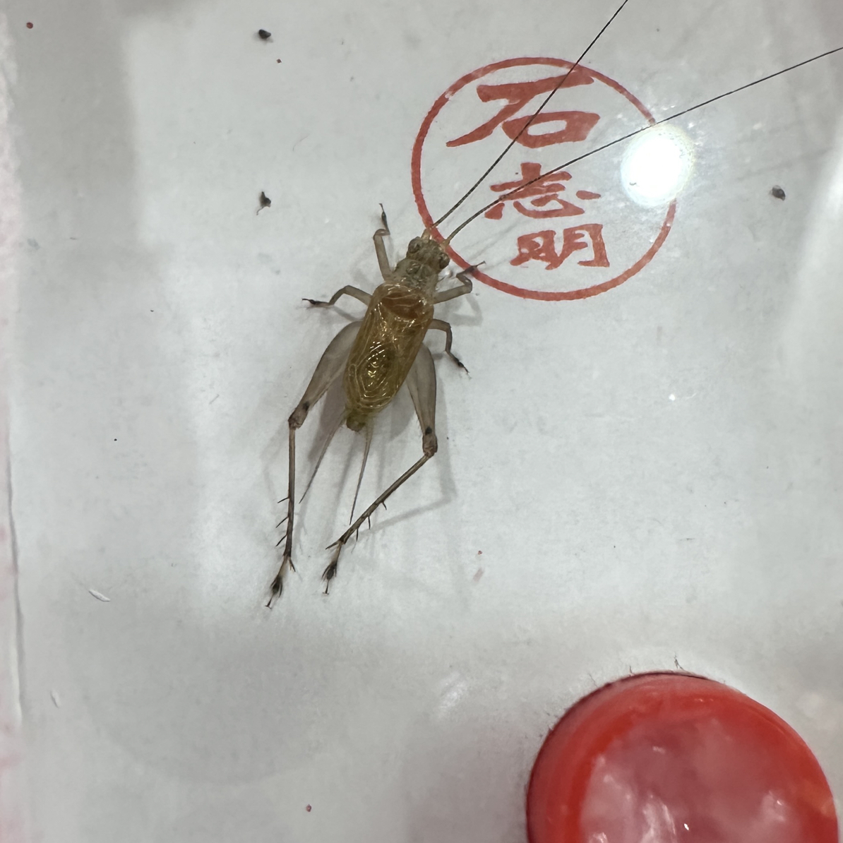 石老师人工大黄蛉  中长须《6条100》