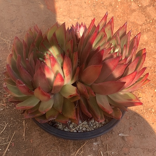 美肉特价活动开始啦