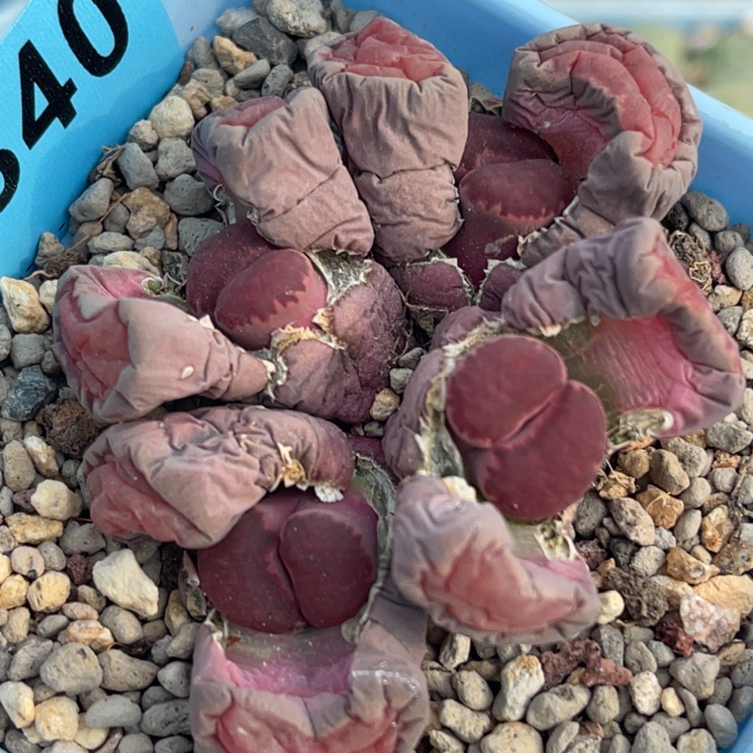 7340四头紫菊饼群一颗