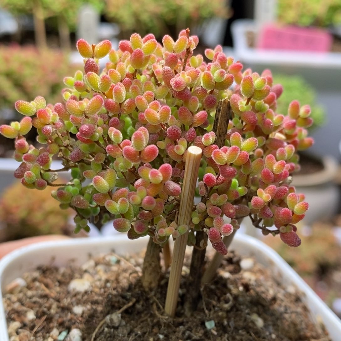 蜜桔糖球枝干番杏A979