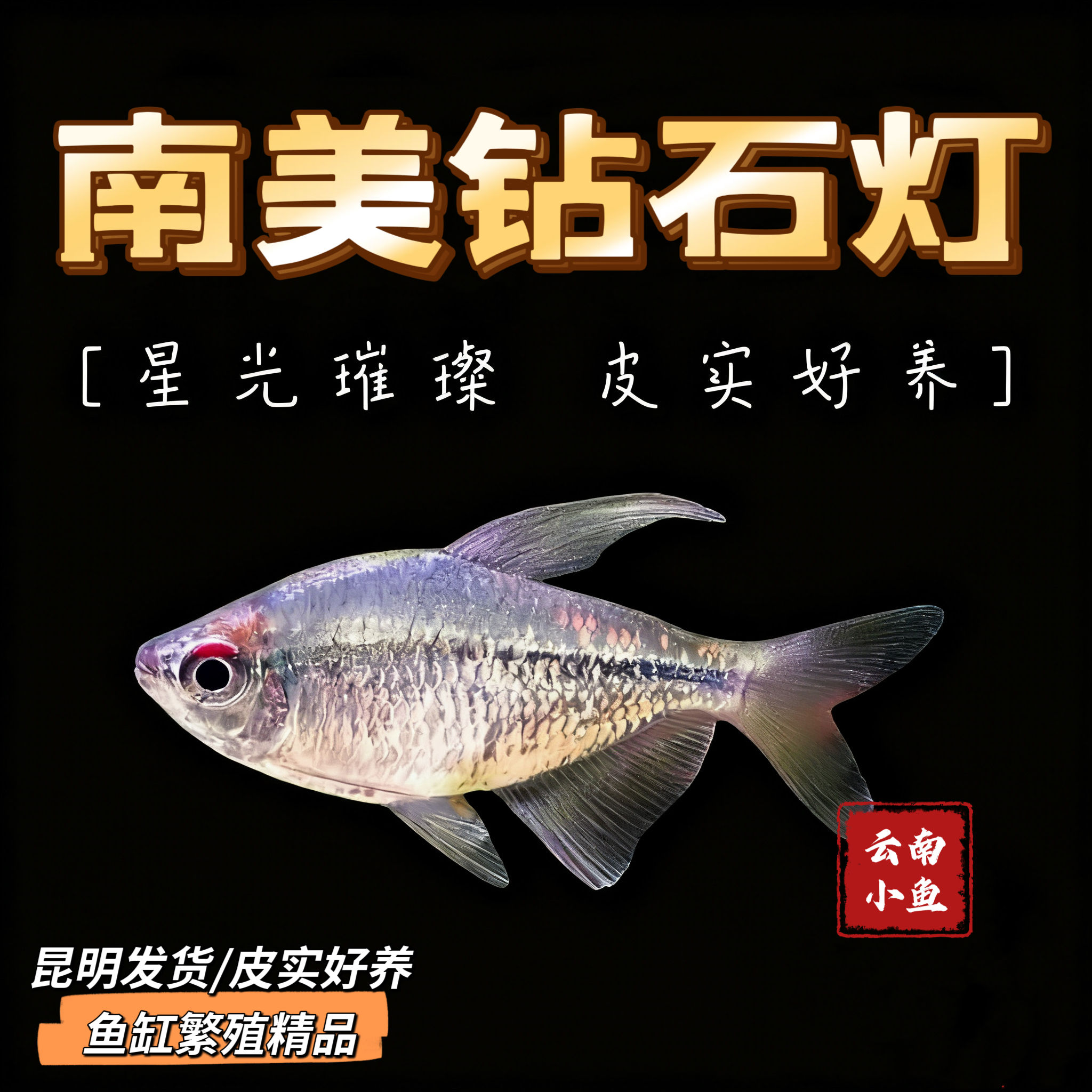 鱼缸繁殖精品南美钻石灯鱼热带淡水观赏鱼群游属性高适合各种缸体