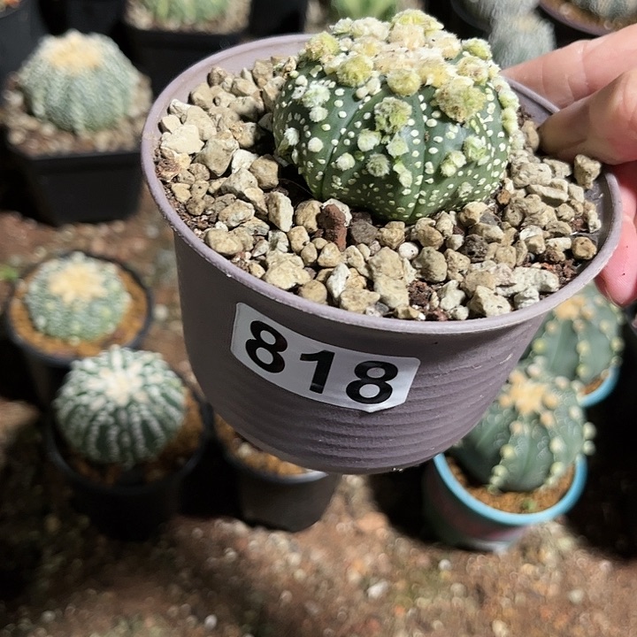 全部花朵乌**雪111111111111