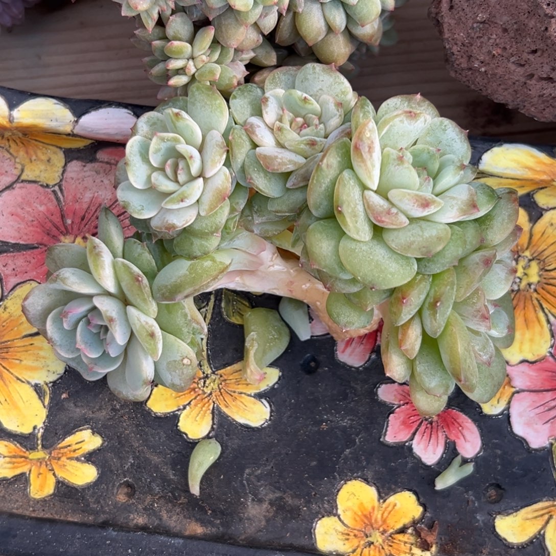 新年快乐 新年快乐