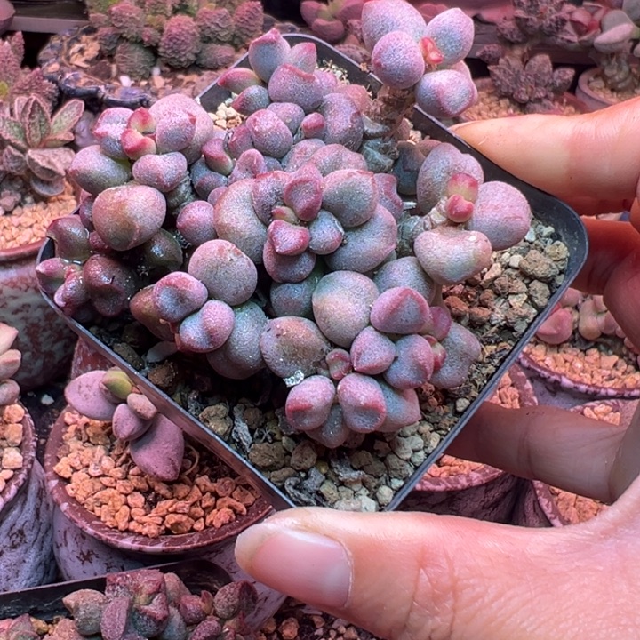 一物一拍，带盆发货