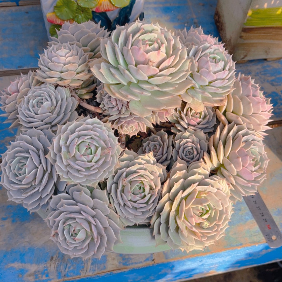 浅***福多肉植物组合盆栽植物保护